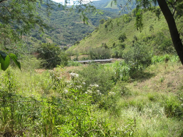 Campo de cultivo agroecológico de la zona