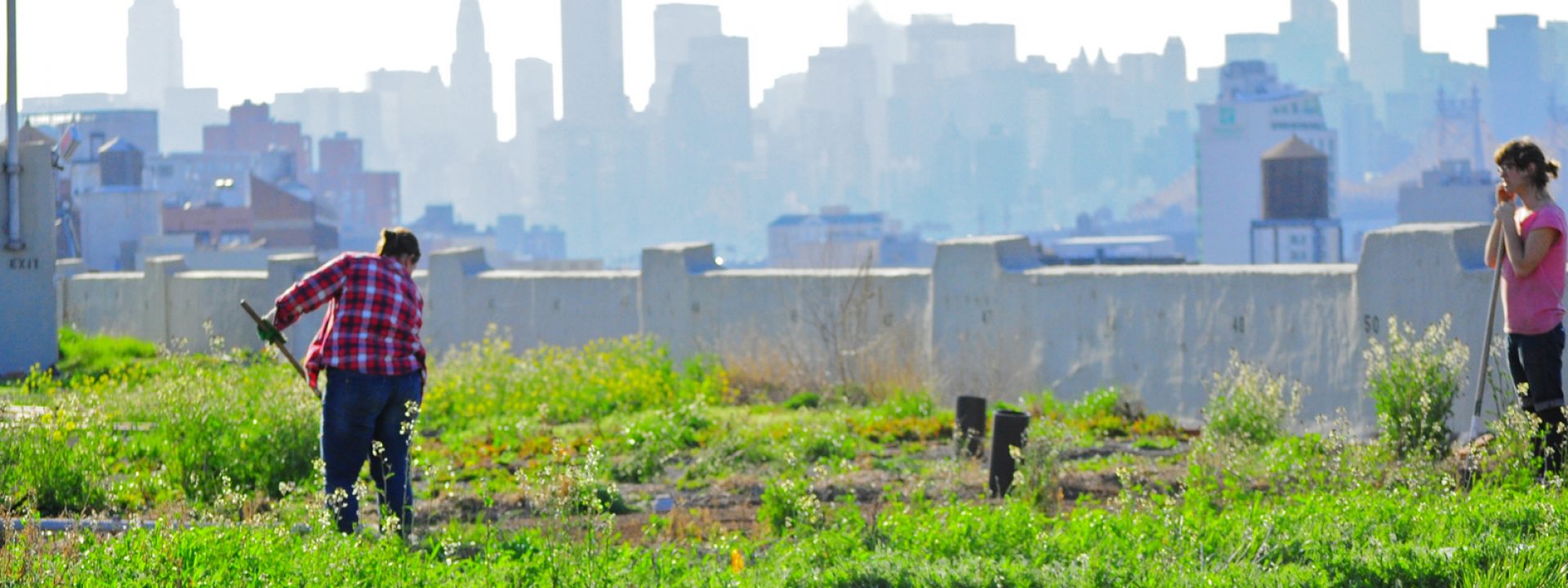 Urban agriculture: concrete can be green
