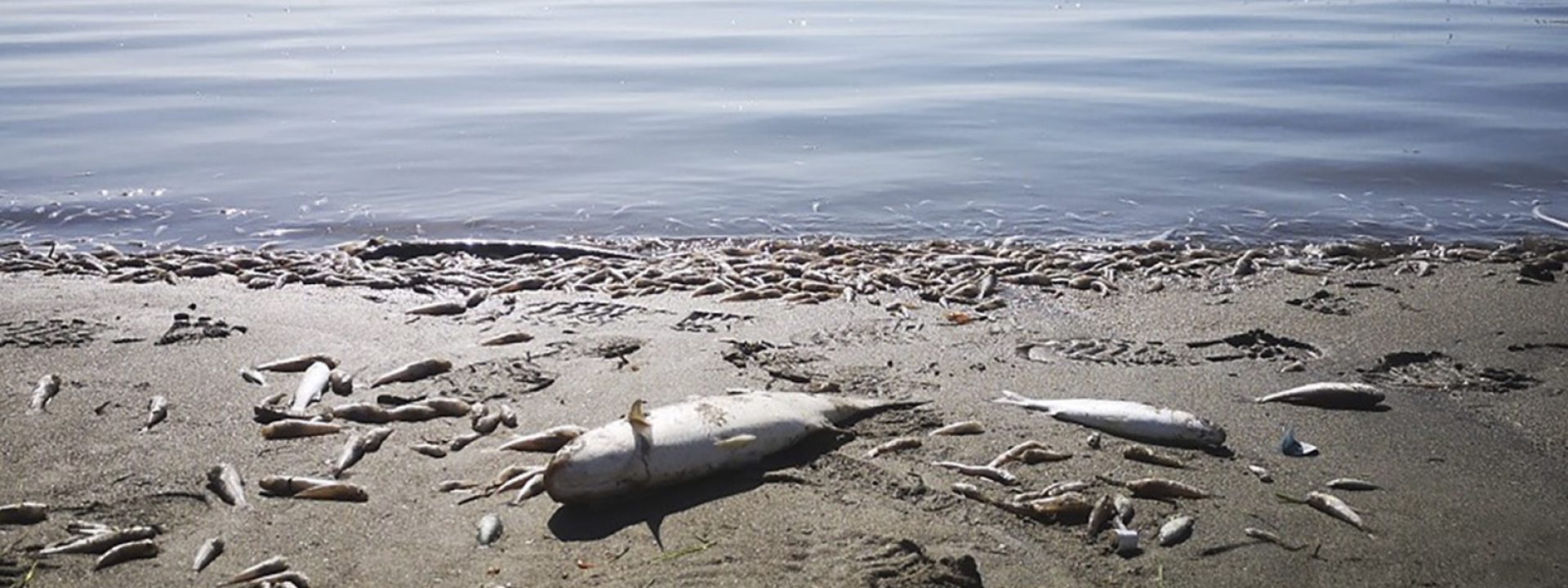 El mar Menor: muerte oculta(da) en el agua