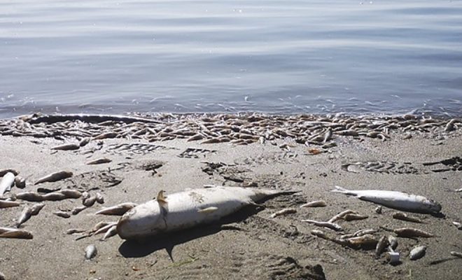 El mar Menor: muerte oculta(da) en el agua