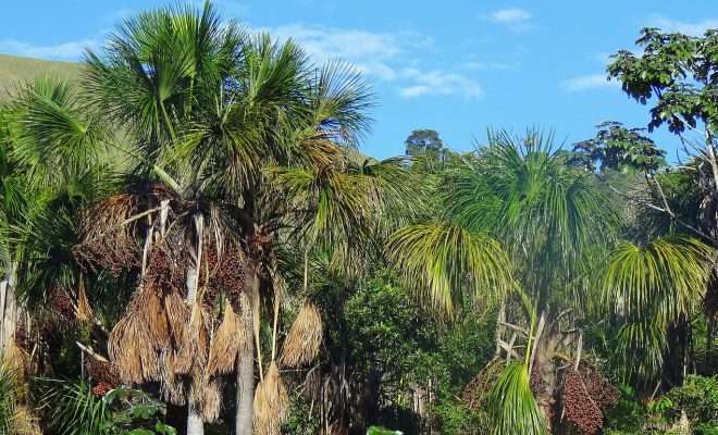 La solidaridad de una palmera llamada Burutí