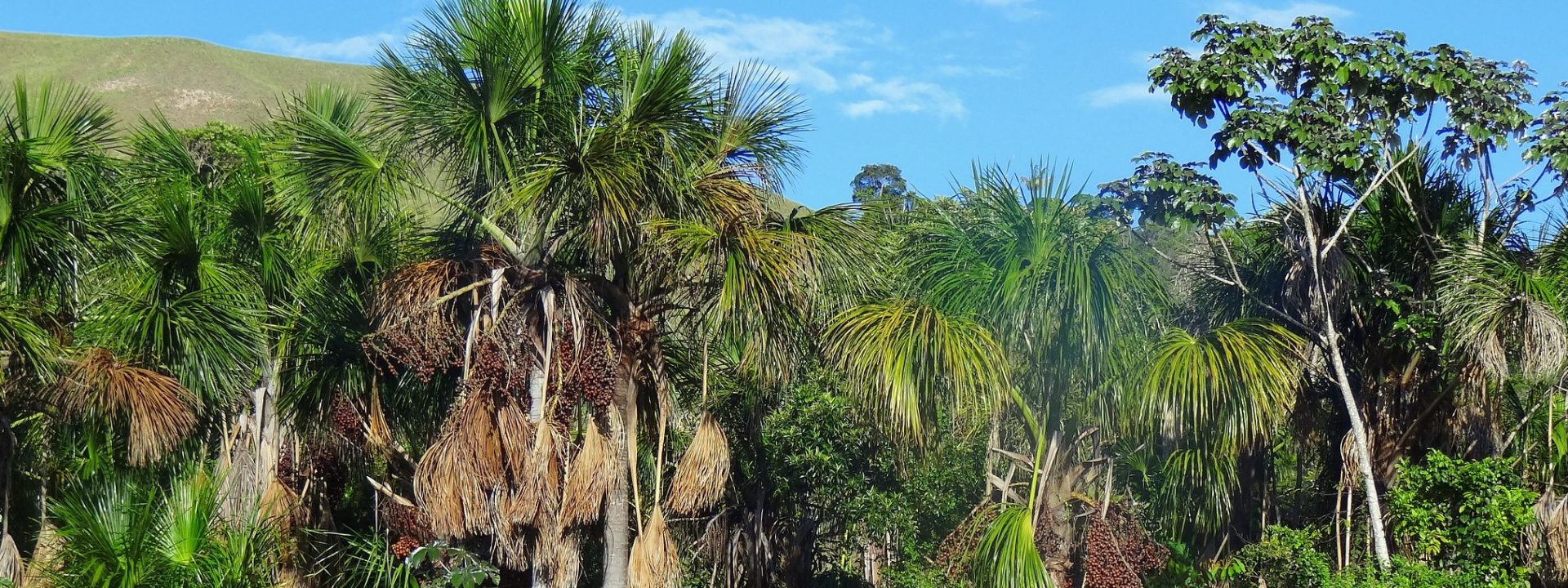 The solidarity of a palm tree called Buruti
