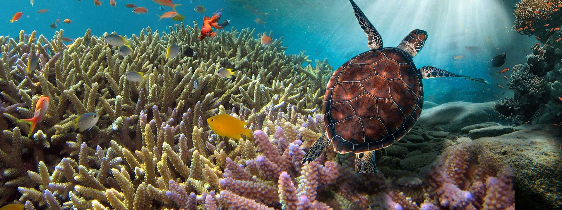 El océano, un aliado que debemos conservar - We Are Water