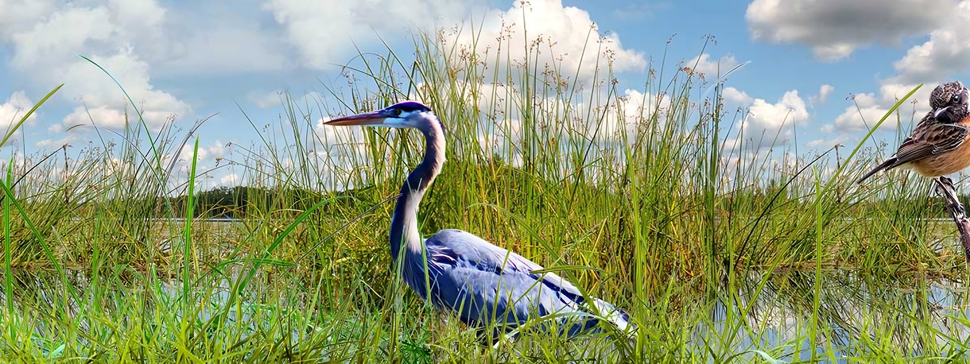 Wetlands: the best sustainability indicators