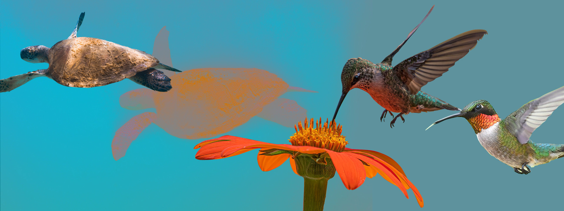 Biodiversidad: la hora de las empresas