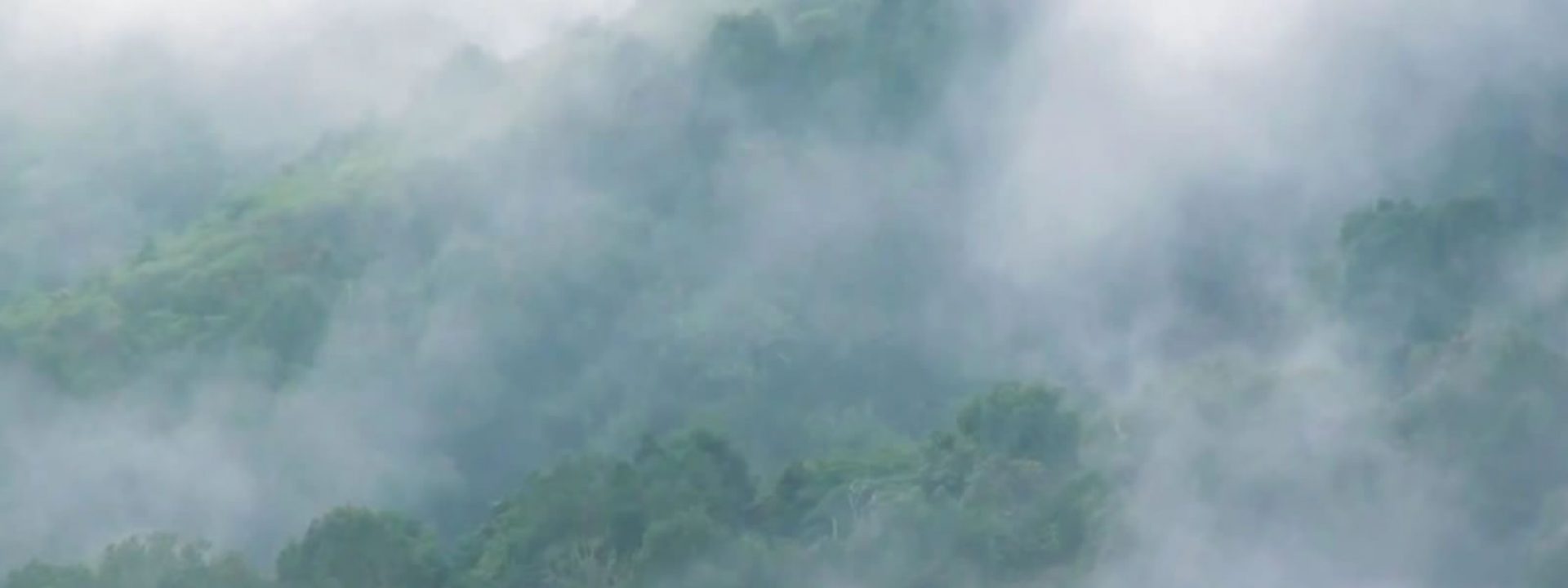 Forests, water filled sponges