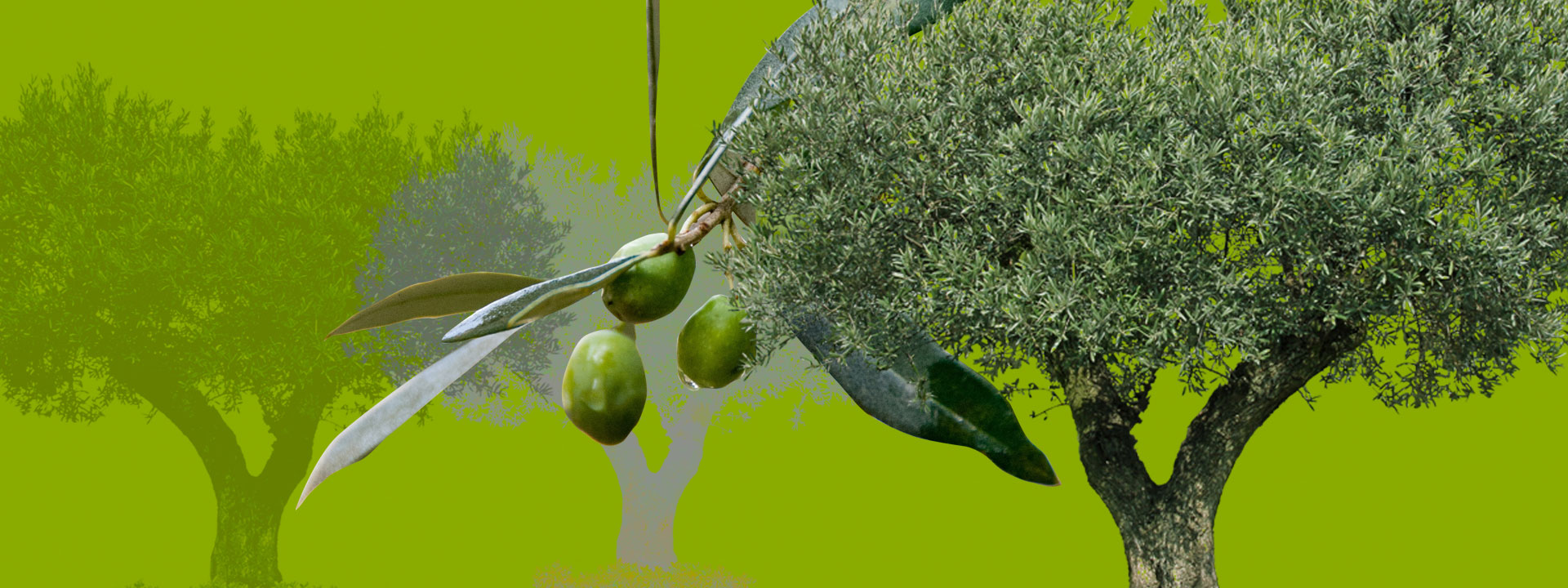 Olive Trees: Beyond the Climate Crisis