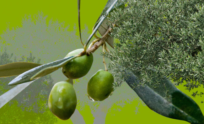 Olive Trees: Beyond the Climate Crisis